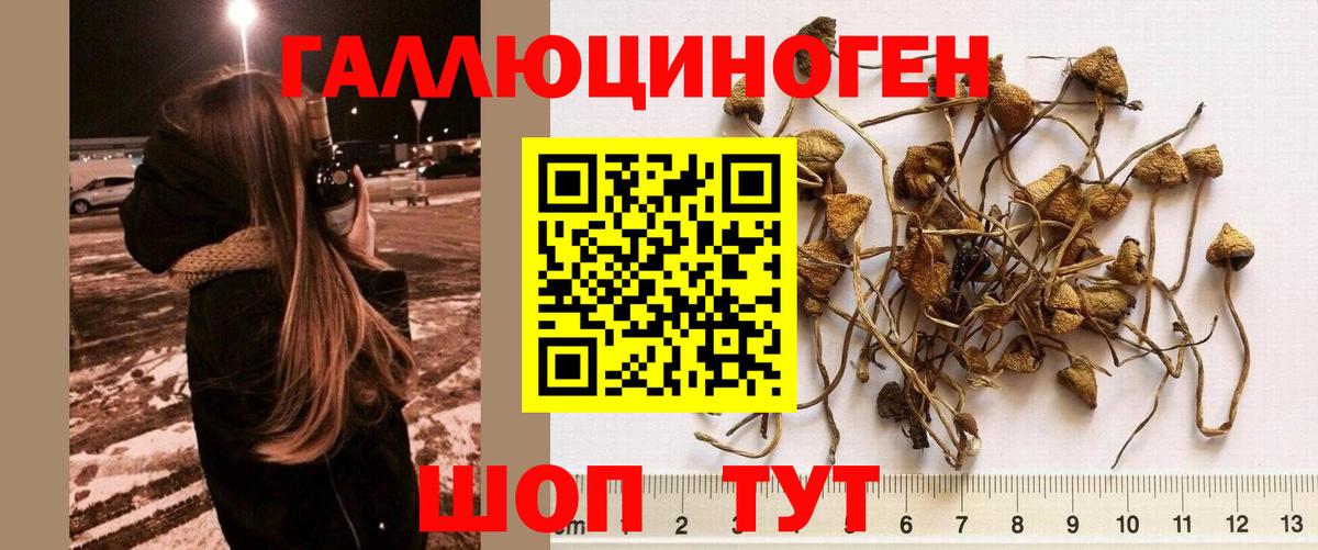 Псилоцибиновые грибы прущие грибы  Псилоцибиновые грибы Cubensis  Кудымкар  Вход с VPN 